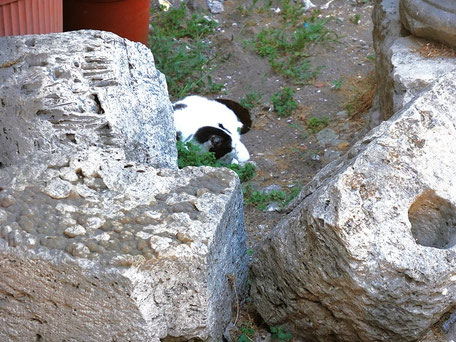 Rom Geheimtipps: Katzen zwischen antiken Ruinen