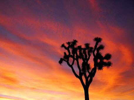 Reiseroute Kalifornien Rundreise: Im Joshua Tree Nationalpark