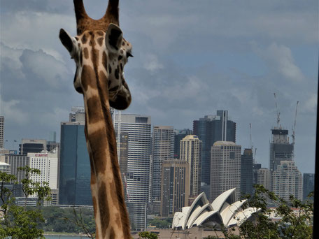 Australien Sehenswürdigkeiten Sydney: Schöne Aussichten vom Taronga Zoo