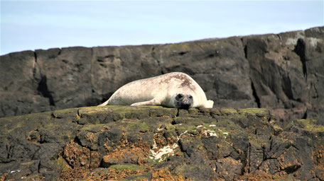 Island Rundreise Erfahrungsbericht: Robbe beim Sonnen