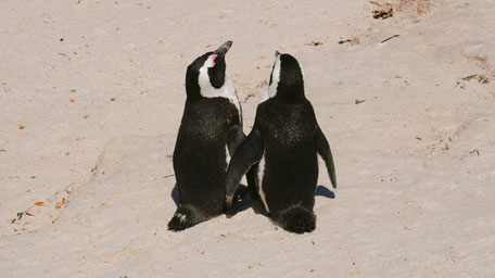 Kap Halbinsel Tagestour: Strandspaziergang der Pinguine