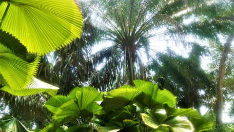 Kuala Lumpur Reisetipps: Tropische Pflanzenpracht im Park