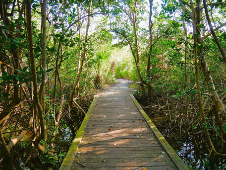 St. Petersburg Florida Geheimtipps: Wandern durch Mangrovenwälder
