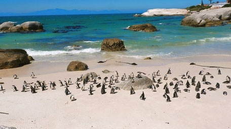 Südafrika Kapstadt Garden Route Rundreise: Pinguine am Boulders Beach