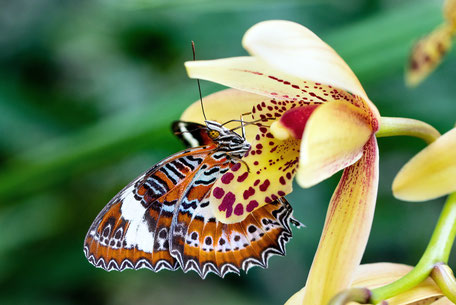 Fort Lauderdale Reiseblog: Im Schmetterlingsgarten