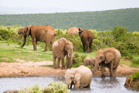 Garden Route Südafrika Sehenswürdigkeiten: Am Wasserloch im Addo