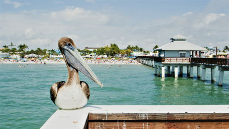 Fort Myers Beach Sehenswürdigkeiten: Pelikan am Pier (vor Hurricane Ian)