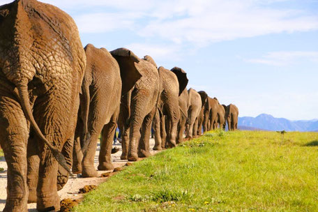 Garden Route Safari Lodge Empfehlungen: © Knysna Elephant Park