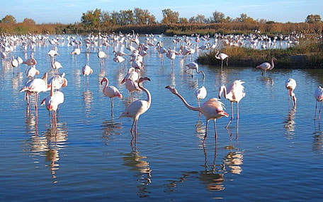 Camargue Geheimtipps & Tipps: Wandern durch den Flamingo Park