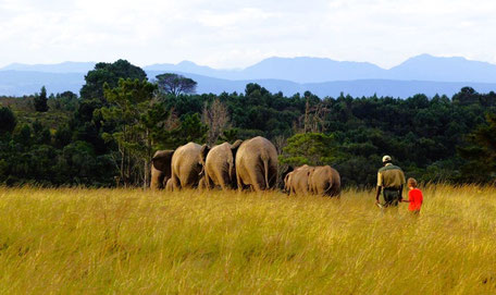Garden Route Game Lodge Erfahrungen: Wandern mit Elefanten