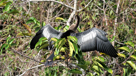 Everglades Nationalpark: Schlangenhalsvogel