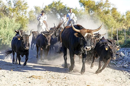 Camargue Urlaub Frankreich: Manadiers beim Zusammentreiben der Bullen