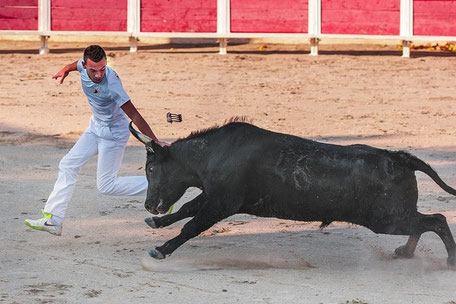 Camargue Geheimtipps & Tipps: Rasateur beim Stierkampf à la Camargue