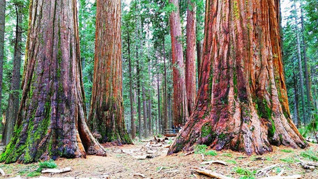 Reiseroute Kalifornien Rundreise: Mammutbäume im Sequoia Nationalpark