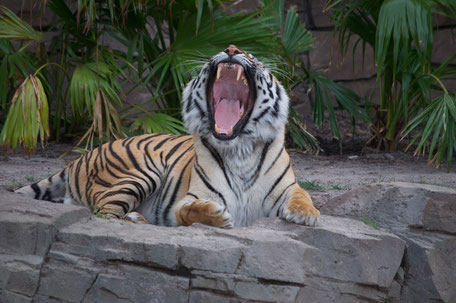 Tampa Sehenswürdigkeiten: Tiger in Busch Gardens
