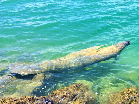 Tampa Sehenswürdigkeiten: Manatee im warmen Wasser der Bucht