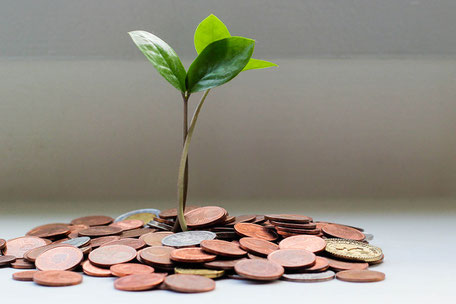 Eine junger Pflanzentrieb sprießt aus Münzgeld so wie bei der nachhaltigen Finanzberatung von Eloquent Invest, Melanie Schneider