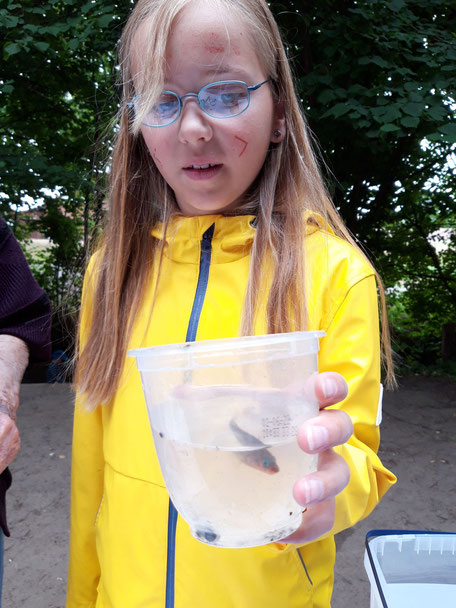 Ein Mädchen hält einen großen Plastikbecher mit Wasser und einem rötlichen Stichling hoch