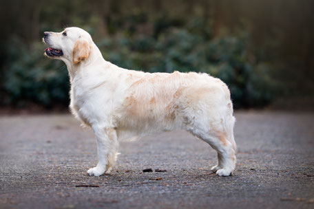 Londonite Heart of Gold 'Dakota'  (SH CH Billy Elliot de Ria Vela JW x Marryl's Maple) owned by Sherianne Kramer