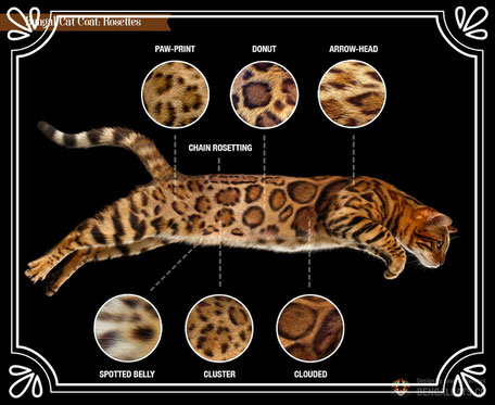 Vente de chats de race Bengal - Elevage Tribal Bengal