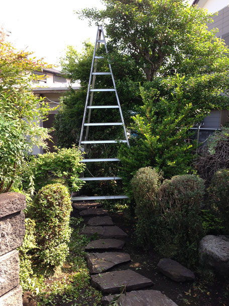 伸び放題となっていたお庭の植木／庭木たちが剪定作業後は見違えるほどきれいに