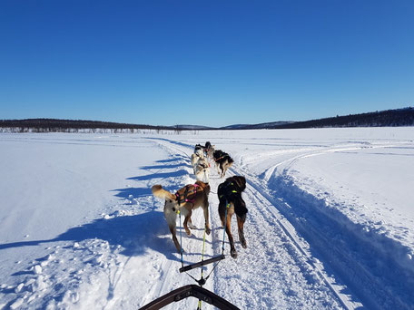 Blick vom Hundeschlitten auf die voranlaufenden Hunde auf einer tief verschneiten Piste in baumloser Landschaft mit blauem Himmel