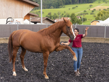 Hands.on.Horses.Osteopathie.für.Pferde.Baselland.Lea.Gauthier