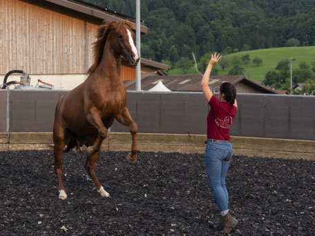 Hands.on.Horses.Osteopathie.für.Pferde.Baselland