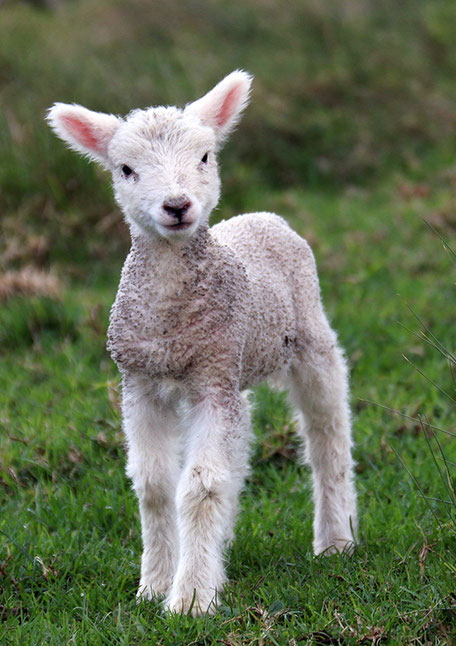 Lamm wartet gefüttert zu werden