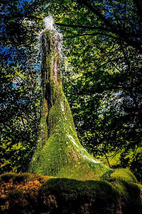 Wasserbaum bei Ockensen JENS PETERSEN PHOTOGRAPHY