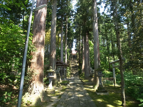 春日神社の杉木立の参道の画像