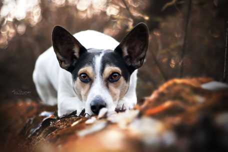 Jack-Russell Terrier Mischling im Herbst in Landshut