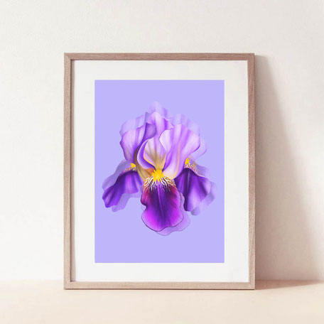 color iris flower illustration
