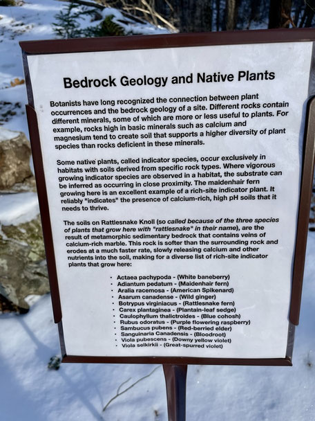 This stop explores the calcium-rich “Rattlesnake Knoll.” The calcium in the bedrock originates from ocean sediments high in precipitated calcite, resulting in neutral pH and fertile soils that support a variety of rare plants.