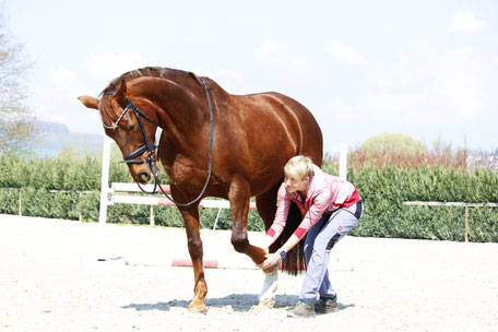 Dr. Laura Klingseisen-Bruun mit Pferd bei Physiotherapie der Vorderhand dehnen