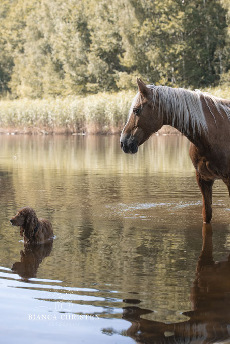 Haflinger und Cocker Spaniel fotografiert von Bianca Christen im Wasser