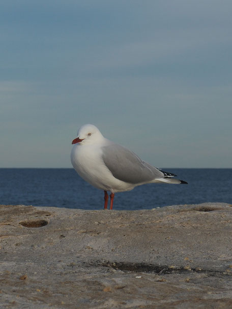 Bondi to Bronte Coastal Walk, Tamarama Beach, Seagull 