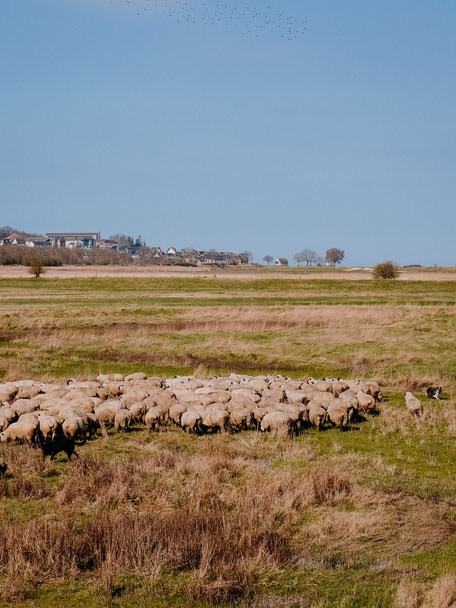 Salt-meadow lambs