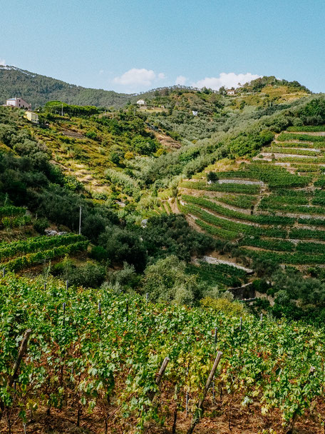 Vineyard in the hills