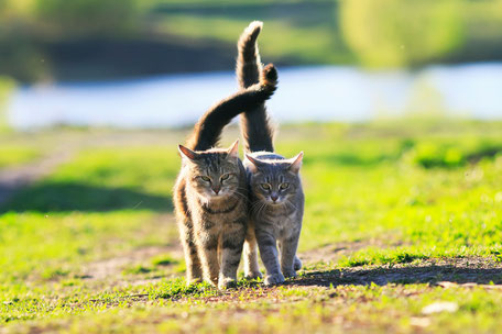Vermisste Tiere wiederfinden, zurückholen, Hunde, Katzen, Vögel