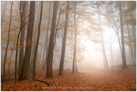 Mystic Forest
