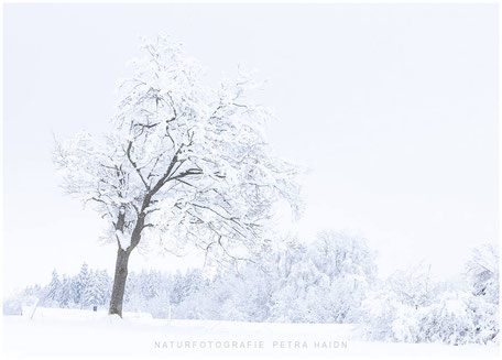 Frozen Trees