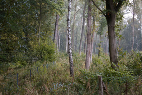 dieartigeBLOG - Herbstwald im Nebel