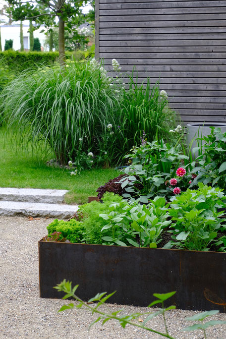 dieartigeGARTEN //June Garden - new high beds / neue Kniehochbeete mit Salat, Zinnien, Dahlien / Hintergrund Chinaschilf