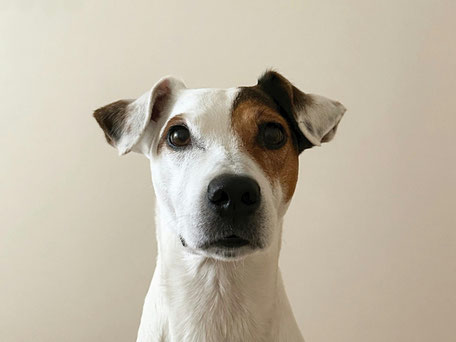 ein Hund als Haustier