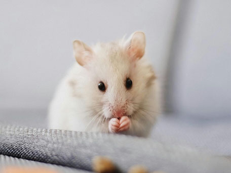 ein Hamster und Kleintier als Haustier