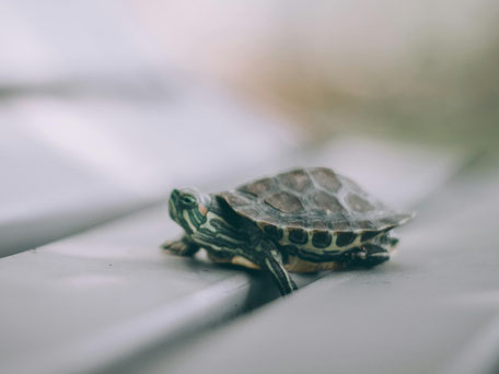 eine Schildkröte als Haustier