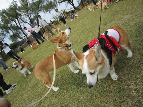 犬の車椅子　犬用車椅子　犬の車いす　犬用車いす　ドッグカート　歩行器　犬　車椅子　車いす　車イス