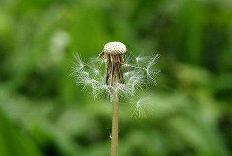 So wie aus dieser Pusteblume wieder ein kräftiger Löwenzahn werden kann, können Sie Ihre Selbstheilungskräfte beleben. 