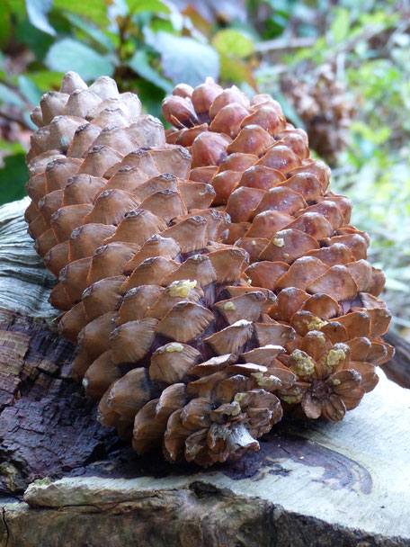 pinus lambertiana